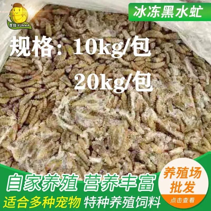 野钓鱼饵冰冻黑水虻活体红虫鲫鱼鲤鱼鲶鱼通型活饵钓鱼饵料虫