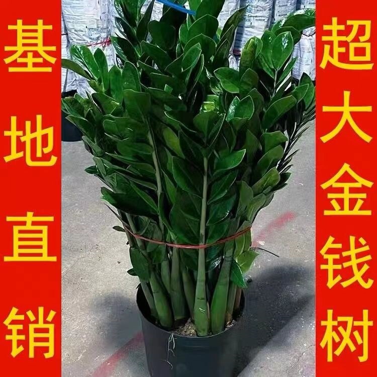 Money Tree Potted Plant for Attracting Wealth, Indoor Large Green Plant, Money Tree for Living Room, Evergreen Fortune Tree Bonsai