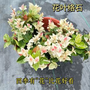 ������ֱ�������~�jʯ���w�G���������Բ�ɫֲ���ļ����G�Nֲ����