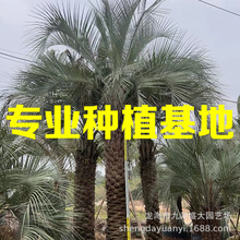 江苏布迪椰子树批发基地 福建布迪椰子价格浙江上海布迪椰子供应