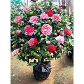 五色赤丹香妃茶花带花苞茶花盆栽四季树苗室内植物好养浓香型花卉