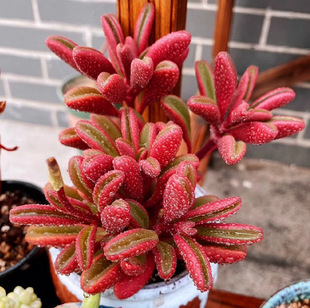 Red-Backed Pepper Grass Succulent Plant Old Pile Large Multi-Headed Easy to Feed Green Plants Office Rare Noble Plant Florals