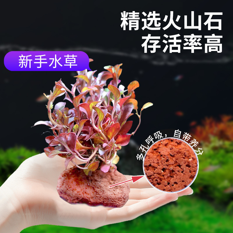火山石水植物鱼缸净化水质懒人造景摆件全套底砂套餐性真|undefined