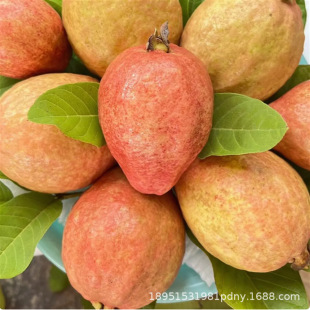 ��ʯ����t�����ϰŘ���������̨���ļ����鷬ʯ������箔��Y��