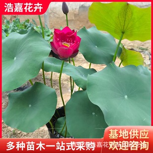 �G���úɻ� �^�p�Ժɻ� ���@ˮ�w�G�� ����û���ɻ�С�玧����