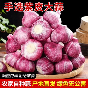 ���؃r��2025�F������轿h��Ƥ�����^��������������r�t��Ƥ����
