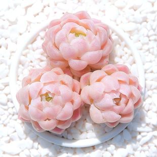 Alba White Moon Shadow Cream Succulent Plant Group Flower Potted Rare Variety Old Pile Small Bonsai Office Sensheng