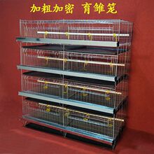 С����������ֳ����4��������Ѽ��СѼ����ü���С����Ӵ�����