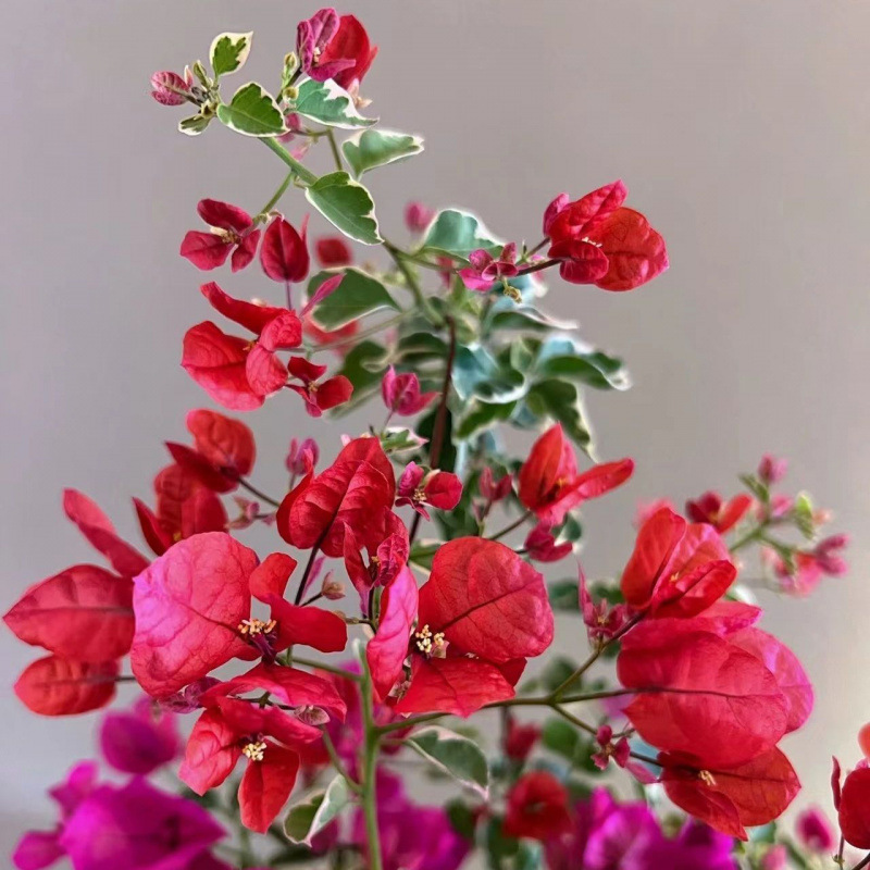 Qinhuahibiscus 老根耐寒性つる植物八重咲き四季開花鉢植え中庭観賞花バルコニー|undefined