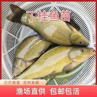 �ش󶡹��~�綡�F��횚q�~��ˮ��ˮ�Bֳʳ���ͺ������~�����l����