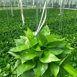 180��G�}����ֲ�ﻨ���҃ȾGֲˮ����m�����՚�G�j����