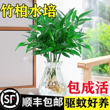 驱蚊竹柏水培植物室内水养绿植花卉盆栽办公室桌面四季常青草好养