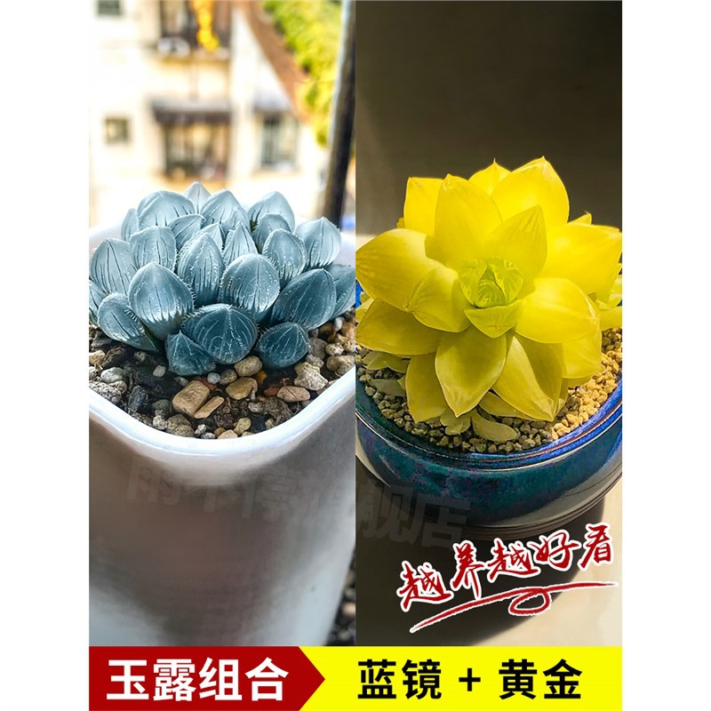 블루 미러 + 골드 4-6cm [오리지널 토양]