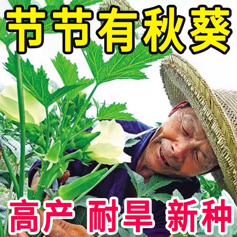 [Семена бамии] Четырехсезонное посевное высокоурожайное семя бамии, ферма, балкон, двор, овощи, семена бамии, свежие