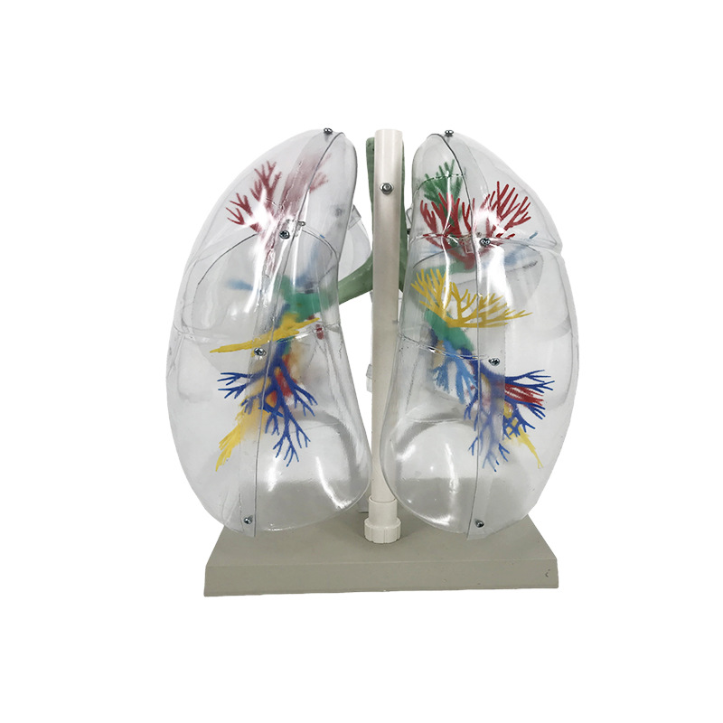 R043 transparent lung segment model