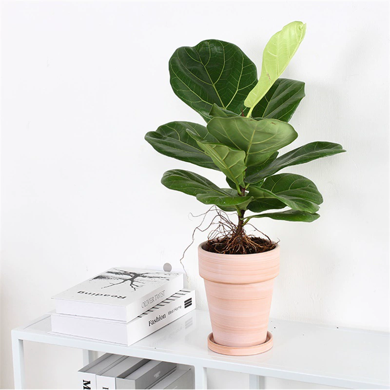 Фикус в скандинавском стиле крупнолистовая Резина Фикус гостиная большое растение зеленые цветы горшечные листья пианино абсорбция формальдегида формальдегид