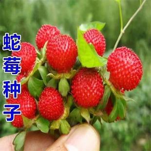 �羳�N����ݮ�N��Ұ��ݮ�������ر����Ѳ�ƺ�c�YͥԺ���Ի��ܷN��