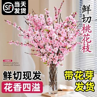 �һ��r֦��֦ˮ���r�Ў������t÷�҃ȿ͏dˮ�B�Gֲ�����k��������