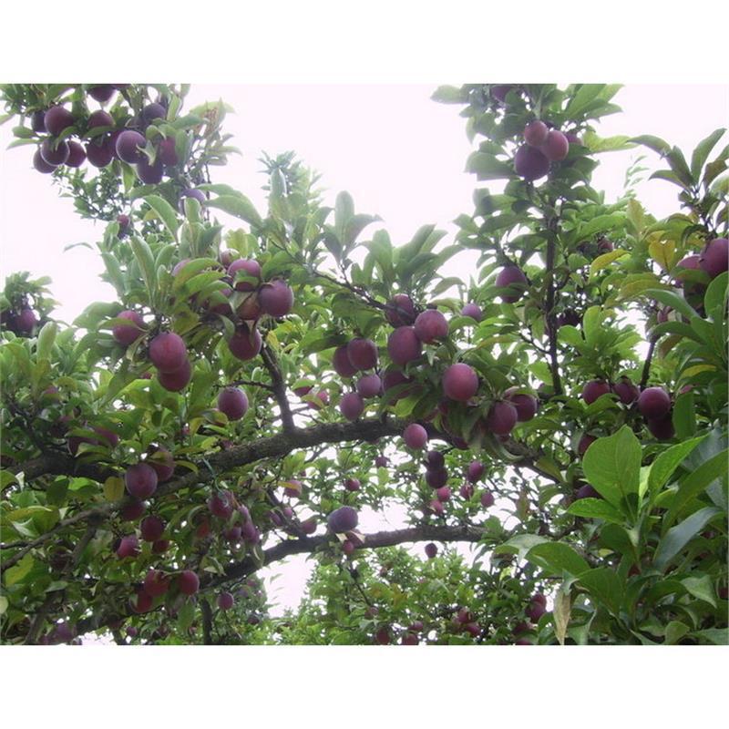 Cross-border prune seeds plum seeds fruit seeds