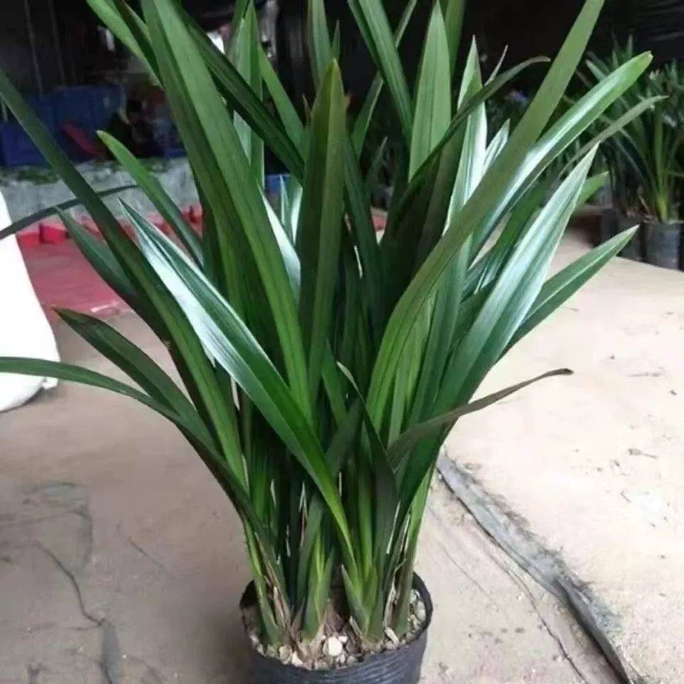 Орхидеи цветут в том же году, цветут в любое время года, сильнодушистые саженцы орхидей, чернильные орхидеи, ароматные комнатные цветы, очищают воздух.