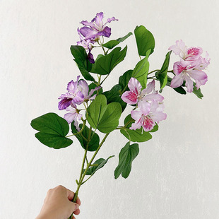 ���W�L�������G����֧�����m ��c�Ƶ�[�O�b��� �����쾰�ٻ�