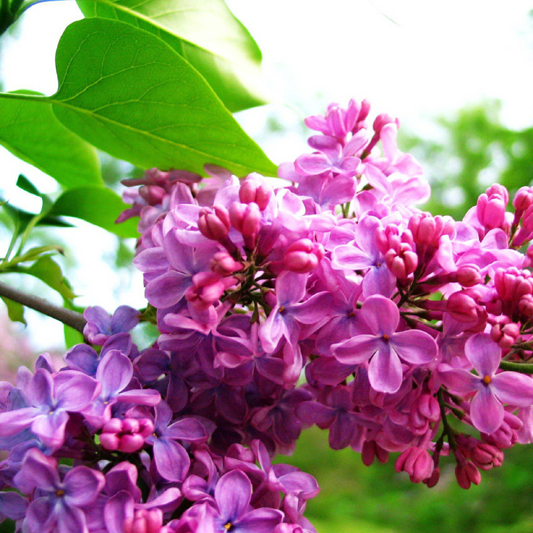 �϶����㾫�������㾫��ľ�����㾫��õ���㾫�������㾫