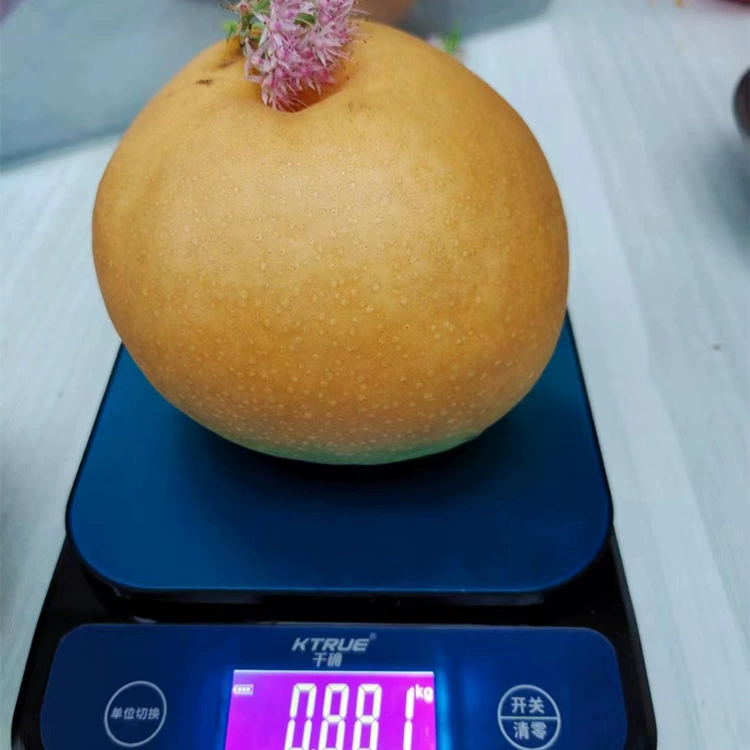 На базе продаются супермесячные саженцы груши толщиной более 2 см. Время плодоношения грушевых деревьев велико, а сверхмесячные саженцы груши, устойчивые к хранению,-долго.