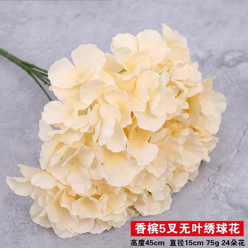 잎이없는 샴페인 다섯 마리의 수국 무리