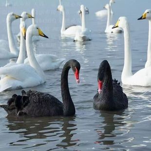 �����Z����һ�����N�����Z���w����@�^�p��������Z �t�����