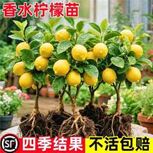 ��ˮ���ʘ������Կ�ʳ����ýY������B�����͙��ʘ�Gֲ�҃��̨