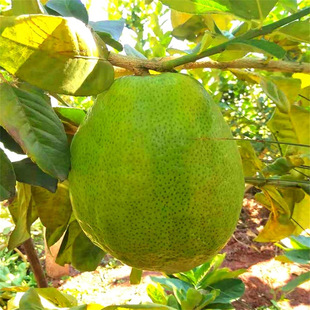 ���㙴���㙴�����㙴�����ݘ��ϱ����Nֲ���Ե��Թ����箔��Y��