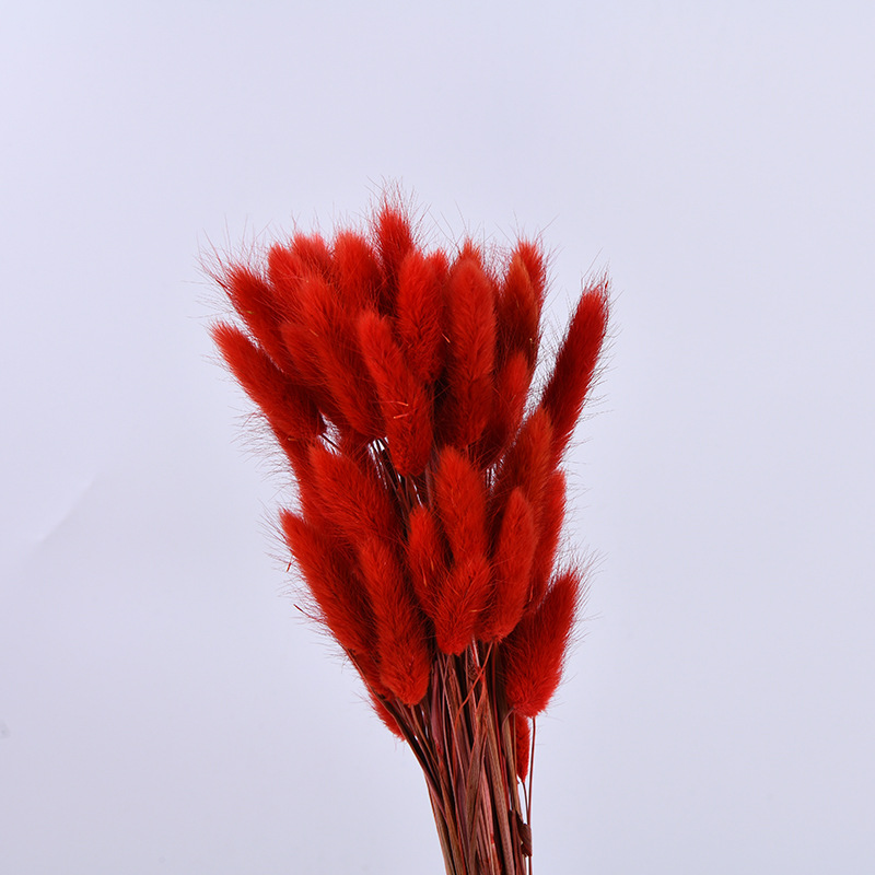 Flor inmortal hierba de cola de conejo hierba de cola de perro material natural 60 flores secas adornos para el hogar material de ramo DIY