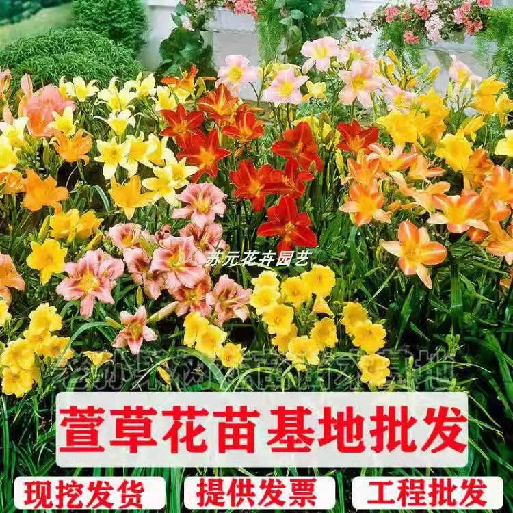Базовые оптовые поставки рассады золотистой лилии, рассады для зеленения почвы, акция по низкой цене