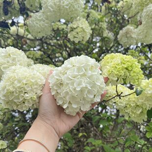 Original Soil Pot Seedling Ball Chinese Original Pot Without Small Seedlings Flower Buds 1 Wood Hydrangea 4cm