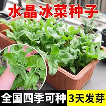 ˮ�����˷N���ļ����N�����r���߲�ˮ�������r���Բ˷N���ͺ��ͺ�