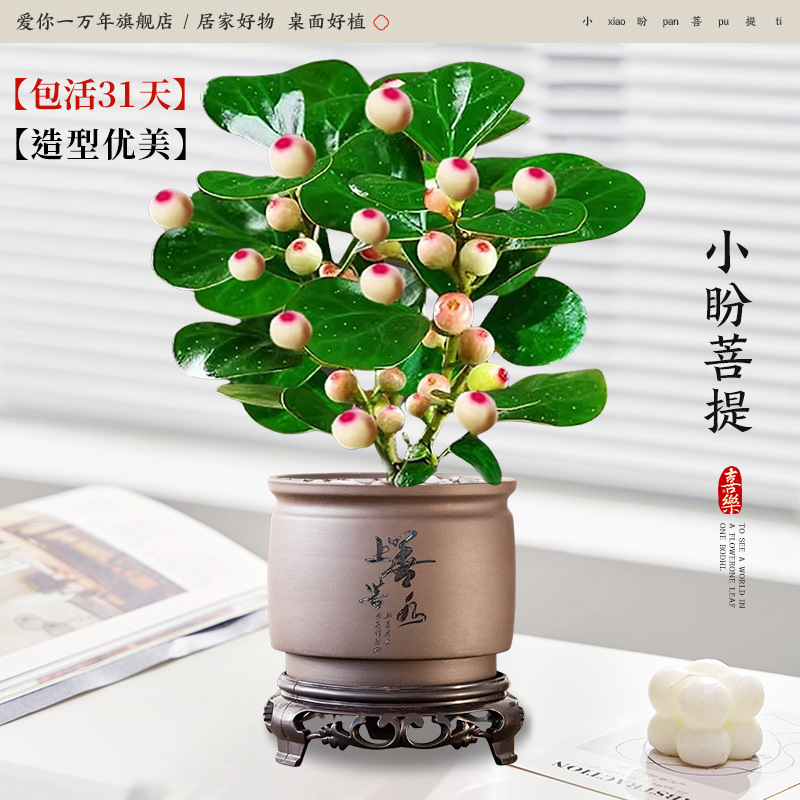 샤오판보디 + 물통같은 상단 + 둥근 베이스 (포장석 + 영양액 포함)