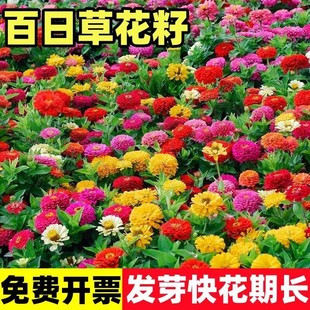 ���ղݷN�ӻ��N���Ӿջ����ļ����N�_��ͥԺ���⻨�ܾG������ֲ��