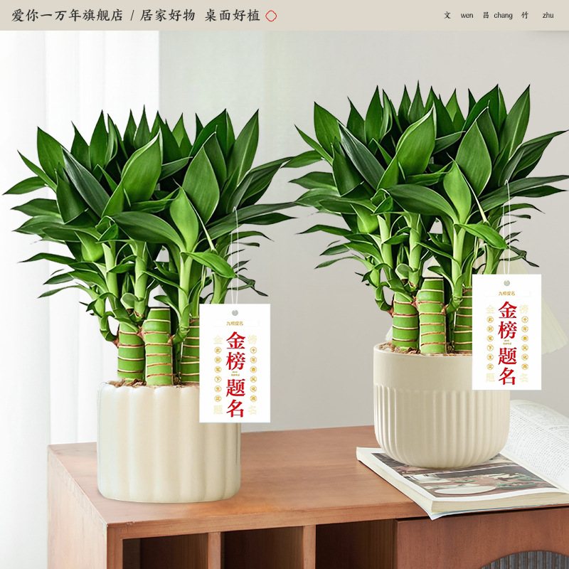 [좋은 것은 쌍으로 온다] 원창 대나무*2 (티라미수 분지 + 북유럽 벨트 분지 + 골드리스트 태그) (포장석 + 영양액 포함) 도약 애완동물