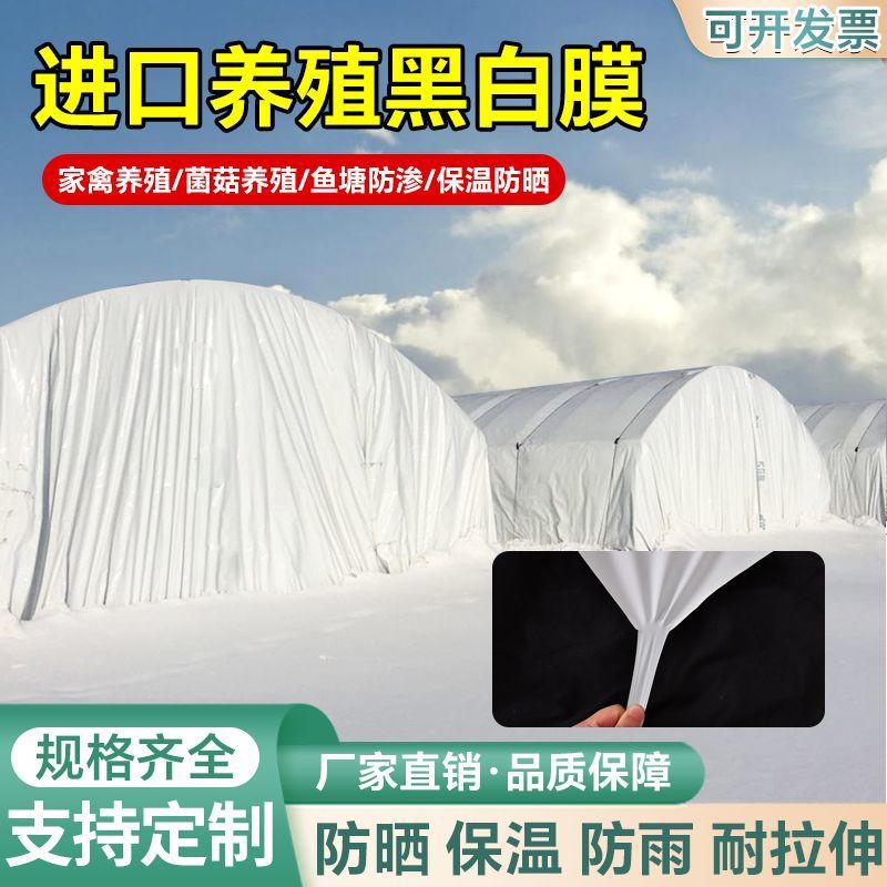 加厚抗老化黑白膜防雨防晒养殖黑白大棚膜加厚青储膜食用菌绿白膜