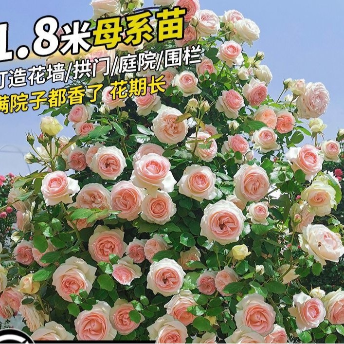 四季蔷薇花苗藤本月季庭院爬藤植物花卉盆栽阳台玫瑰大苗四季开花