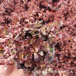 红景天玫瑰小球苗宿根花卉多肉植物盆栽屋顶绿化红叶景天青州基地