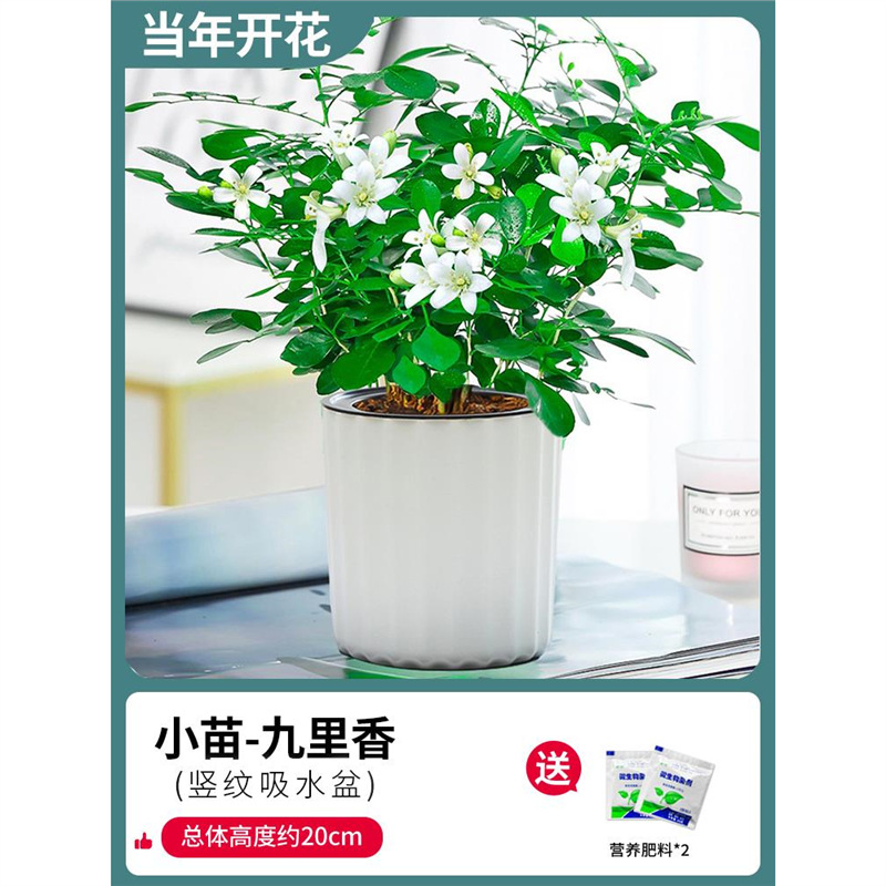 부티크 90#구리향 8~10그루(수직무늬 수분흡수대) + 비료