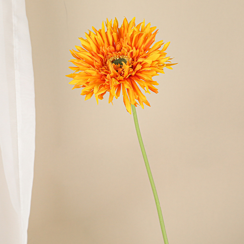 솔질된 거베라 [오렌지]]