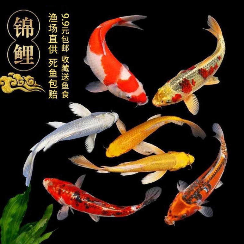 锦鲤活鱼冷水观赏鱼好养耐活金鱼红草金小鱼苗易活好养耐寒招财