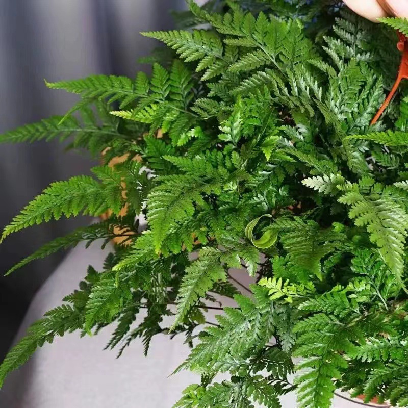 Salón de estar, escritorio de estudio, plantas verdes, resistencia al frío, resistencia a la sombra, fácil mantenimiento de hoja perenne.