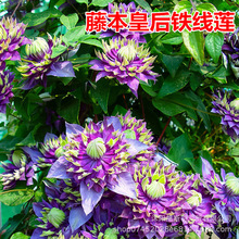 进口耐寒阳台盆栽铁线莲苗 庭院铁线莲爬藤植物 四季开花包活对版