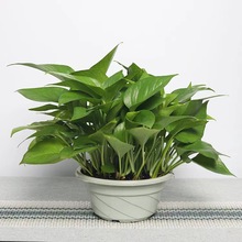 G}ԻܾGˮֲ҃ȾGֲkLٵml