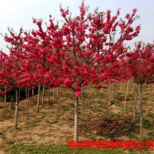 ͥԺ�^�p�һ��t�~���Ҙ������~�����繤�̾G�������~�҄e���L����