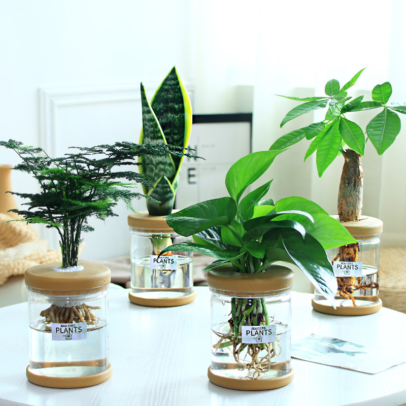 グリーンラタン水耕栽培ホルムアルデヒド除去鉢植え金のなる木ミント富竹屋内花緑植物オフィスグリーンラタン|undefined