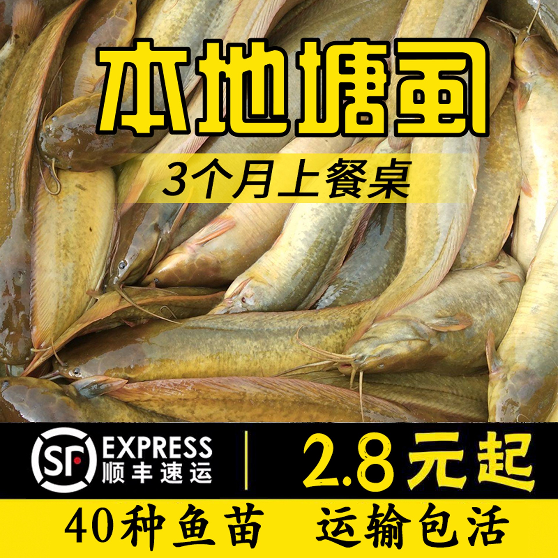 本地塘鲺胡子鲶鱼苗塘角鱼苗土塘鲺鱼苗塘虱活体鱼塘鱼粮淡水鱼苗